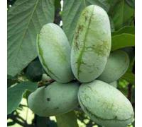 Collection de 10 fruitiers rustiques