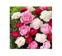Collection de Pivoines Passion (100 Pcs) Mélange de Grandes Plantes Vivaces Rustiques Fleurs Sauvages Multicolores