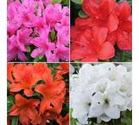 Collection de plantes d'azalées - Arbustes à fleurs de printemps - Pack de 4, pot de 9 cm
