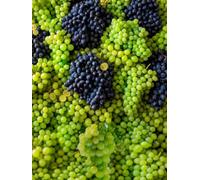 Collection de Raisins - Attika, Himrod & Lakemont - 3 Plants