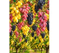Collection de Raisins - Banana, Datteltraube & Nero - 3 Plants
