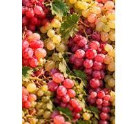 Collection de Raisins - Fanny, Heike & Katharina - 3 Plants