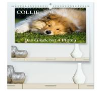 Collie - Das Glück hat 4 Pfoten (hochwertiger Premium Wandkalender 2026 DIN A2 quer), Kunstdruck in Hochglanz: Eine der schönsten Rassen, der Collie, auf 13 bezaubernden Kalenderblättern