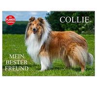 Collie - Mein bester Freund (Wandkalender 2026 DIN A2 quer), CALVENDO Monatskalender: Eine der schönsten Hunderassen der Welt auf 13 zauberhaften Fotos