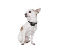 Collier Anti-aboiement Canicalm Small pour petits chiens