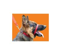 - Collier anti-traction - Chien - UTVP2006