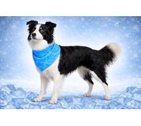 Collier Chien - Bandana rafraîchissant Bleu M 70x25 cm - Polyester Respirant - Effet refroidissant - 3 Couches - Absorption d’Eau - été - Type Tapis rafraichissant Chat Chien