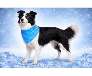 Collier Chien - Bandana rafraîchissant Bleu M 70x25 cm - Polyester Respirant - Effet refroidissant - 3 Couches - Absorption d’Eau - été - Type Tapis rafraichissant Chat Chien