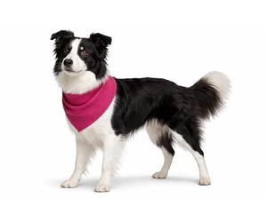 Collier Chien - Bandana rafraîchissant Rose M 70x25 cm - Polyester Respirant - Effet refroidissant - 3 Couches - Absorption d’Eau - été - Type Tapis rafraichissant Chat Chien