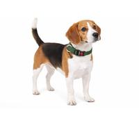 Collier Chien - Collier Ziggi Kaki - Taille M - 40-55 cm x 20 mm - Nylon réglable - Fermeture Clip sécurité - Anneau métal Nickel