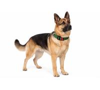 Collier Chien - Collier Ziggi Kaki - Taille XL - 55-75 cm x 40 mm - Nylon réglable - Fermeture Clip sécurité - Anneau métal Nickel