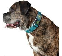 Collier pour Chien Hunter Plus Fil Turquoise 11