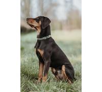 Collier pour Chien Hunter Vert 45-65 cm