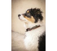Collier pour chien Penelope Point Sellier Marron 50 cm