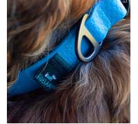 collier premium bleu XL - collier chien résistant l'eau
