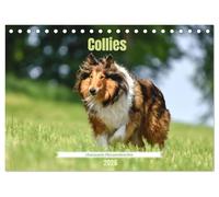 Collies - charmante Herzensbrecher (Tischkalender 2026 DIN A5 quer), CALVENDO Monatskalender: Elegant, aufmerksam und sensibel - der Collie vereint Schönheit mit Verstand und Herz