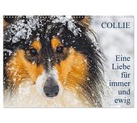 Collies - Eine Liebe für immer und ewig (Wandkalender 2026 DIN A3 quer), CALVENDO Monatskalender: 13 wundervolle Fotos der Fotografin Sigrid Starick von großen und kleinen bezaubernden Collies