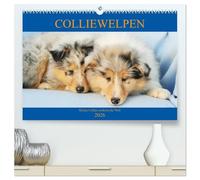 Colliewelpen - kleine Collies erobern die Welt (hochwertiger Premium Wandkalender 2026 DIN A2 quer), Kunstdruck in Hochglanz: Lassen Sie sich ein Jahr lang von bezaubernden Colliekindern begleiten