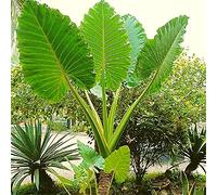 Colocasia Esculenta Bulbi Primavera Fiori Fioritura Strano Fiore Forte Splendido Perennials-3 Lampadine