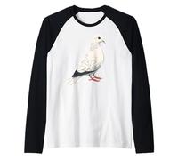 Colombe en Blanc Pigeon de la Ville Ramier Blanc Colombes Manche Raglan