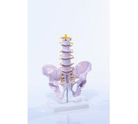 Colonne Vertébrale avec Bassin et Sorties du Nerf Spinal