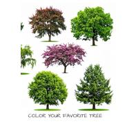 COLOR YOUR FAVORITE TREE: ALL AGES