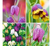 Colore Il kit Fritillaria per il Mix di Piante Da Giardino Aggiunge-5pezzi
