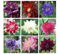 Columbine grand à double mix 100 graines ancolie vulgarisGardening CombSH A76