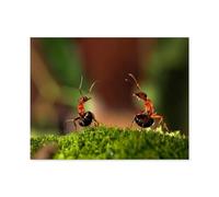 Combat de Deux Fourmis，Puzzle en Papier 1000 Pièce Classique Adultes Puzzles Enfants Apprentissage Assembler des Jouets（50x70cm）-N57