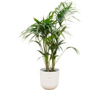 Combi Deal - Kentia Palm Inclusief Elho Jazz Round Wit Ø26 - 130 Cm