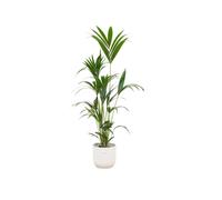 Combi Deal - Kentia Palm Inclusief Elho Vibes Fold Round Wit Ø30 - 160 Cm