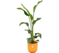 Combi Deal - Strelitzia Nicolai Inclusief Elho Jazz Round Geel Ø23 - 100 Cm