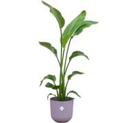 Combi Deal - Strelitzia Nicolai Inclusief Elho Jazz Round Lila Ø23 - 130 Cm