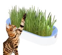 COMFOLIVING Kit de Culture de l' à Chat - sans Terre - Bac à hydroponiques - Bac à à Chat - Enlèvement des Boules de Poils - Aliments pour crèche, Jardin, Balcon intérieur et