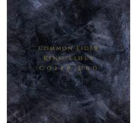 Common Eider, King Eider - Palimpseste-Digislee/Ltd [Import]