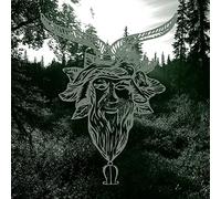 Common Eider, King Eider - Yearn