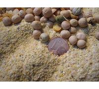 CommonBaits Erbsenmehl 10Kg Protéine de Pois