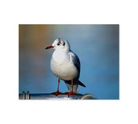 Compagnons à Plumes，Puzzle 1000 Pièces, Convient pour Adultes Et Enfants Puzzle À Partir De 8 Ans ， Jeu D'adresse pour La Famille（38x26cm）-AS3