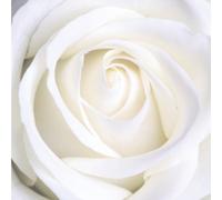 Compilation - Rose 1 (CD Card) [Import]