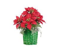 Composition florale de Noël avec poinsettias et panier tissé