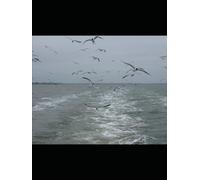 Comprehensive Dream Interpretation