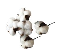 COMPUKAS 5 Pièces de Tiges de Coton Artificiel Naturel, Fleurs Séchées Décoratives pour Mariage, Présent, Aspect Réaliste et Matériau Coton Solide