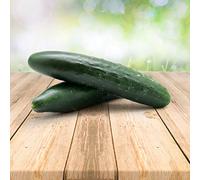 Concombre 25 x graines - Du Portugal 100% Naturel Sans Aide à La Culture Chimique Ni Génie Génétique, Juste de la Nature Pure