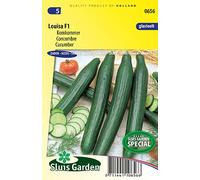 Concombre Louisa F1 - Légumes ou plantes à fruit