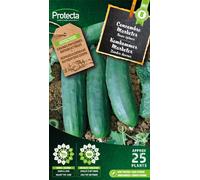 Concombre Marketer - Graines de Protecta paysan - Environ 3 gr | 302-Protecta