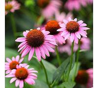 Coneflower Echinacea purpurea Graines 30+ Fleurs Violettes Graines De Fleurs Plantation Pour La Maison Jardin