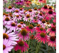 Coneflower Mélange de graines - Echinacea