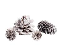 Cônes De Pin Sapin Mélèze 25 Pcs