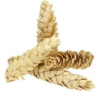 Cônes de strobus blanchis 15-20cm, décoration naturelle pour deuil & Noël, 50 pièces