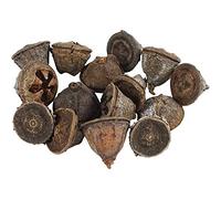 Cônes d'eucalyptus - 15 à 20 mm - 25 g